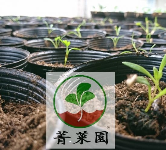 菁菜園 海茴香種苗