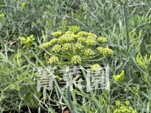 海茴香開花,海茴香種植,海茴香